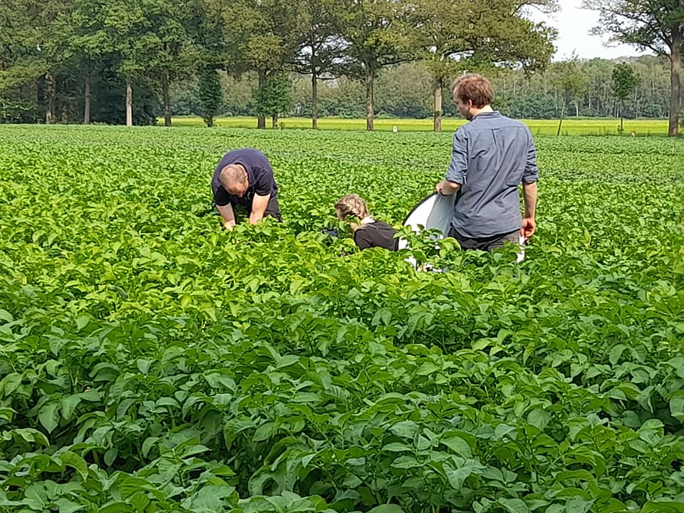 Zijn de jonge aardappelen al zover.